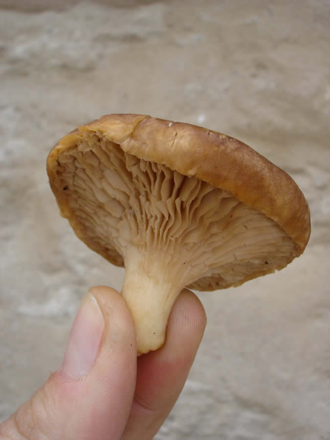 edible wild mushrooms of tenos island
